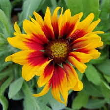 [5544] GAILLARDIA KOBOLD ROUGE ET JAUNE (Caduc, 50/100)