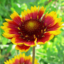 [5546] GAILLARDIA ROYALE ROUGE ET JAUNE (Caduc, 50/100)