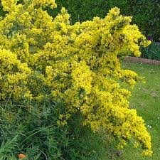 GENISTA PORLOCK
