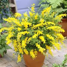 GENISTA SPACHIANA