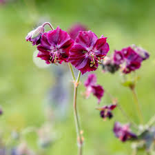 [5672] GERANIUM PHAEUM GDT (VIOLET)