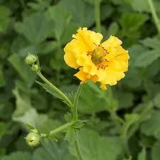 [5696] GEUM CHILO. LADY STRATHEDEN JAUNE (Caduc, 50/100)