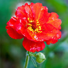 GEUM CHILO. MRS BRADSHAW ROUGE VIF