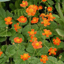 GEUM COCCINEUM