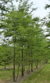 [5770] GLEDITSIA TRIACANTHOS INERMIS - TIGE (Caduc, 10 à 20 m)