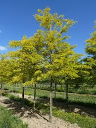 GLEDITSIA TRIACANTHOS - TIGE