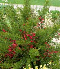 [5812] GREVILLEA JUNIPERINA (Persistant, 150/200)