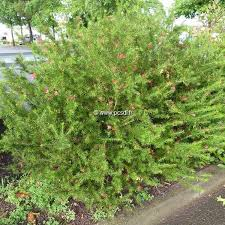 [5813] GREVILLEA JUNIPERINA - BOULE (Persistant, 50/100)