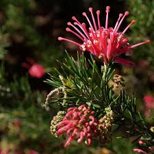 GREVILLEA JUNIPERINA - CONE