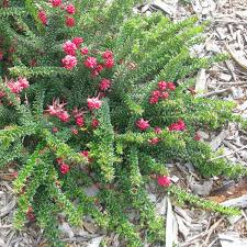 GREVILLEA MOUNT TAMBORITHA