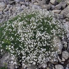 [5850] GYPSOPHILA REPENS (Caduc, 20/50)