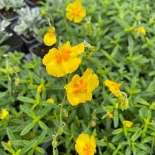[5926] HELIANTHEMUM NUMMULARIUM