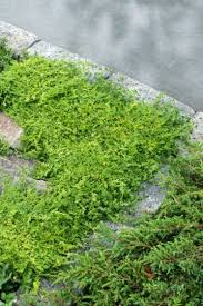HERNIARIA GLABRA