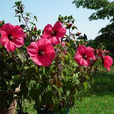 HIBISCUS MOSCHEUTOS