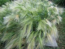 [6088] HORDEUM JUBATUM (Caduc, 20/50)