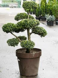 ILEX CRENATA BONSAÏ