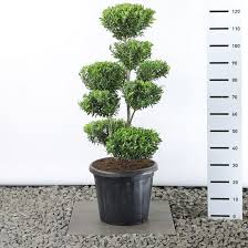 ILEX CRENATA - BONSAÏ EXTRA