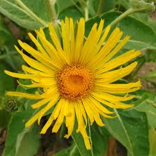 INULA ORIENTALIS