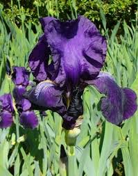 IRIS GERM. SIGN'OF LEO BLEU FONCÉ