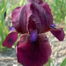 IRIS LILLIPUT ROUGE