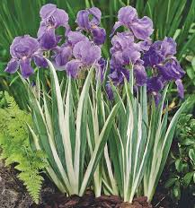 IRIS PALLIDA VARIEGATA