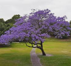 [6432] JACARANDA MIMOSIFOLIA (Caduc, 5 à 10 m)