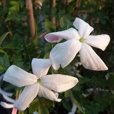JASMINUM GRANDIFLORUM