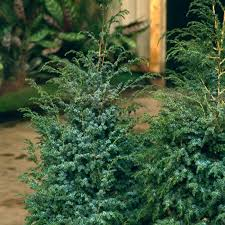 JUNIPERUS CHIN. BLUE ALPS
