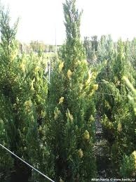 JUNIPERUS CHIN. VARIEGATA (C.STRICTA VAR.)