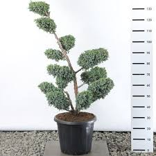 JUNIPERUS CHINENSIS BLUE ALPS - POMPONS