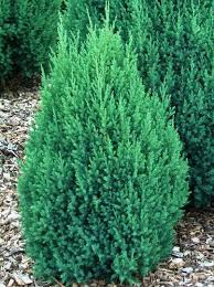 [6561] JUNIPERUS CHINENSIS STRICTA (Persistant, 200/250)
