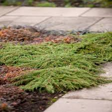[6564] JUNIPERUS COM. GREEN CARPET (Persistant, 20/50)