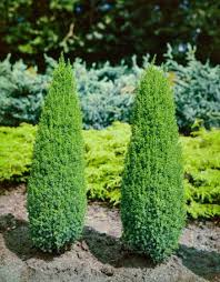 [6569] JUNIPERUS COMMUNIS COMPRESSA (Persistant, 50/100)