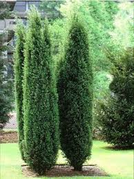JUNIPERUS COMMUNIS HIBERNICA