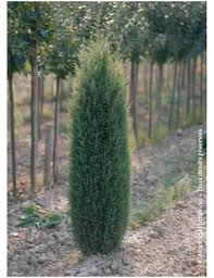 [6584] JUNIPERUS COMMUNIS SENTINEL (Persistant, 100/150)