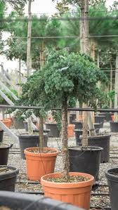 JUNIPERUS CONF. BLUE PACIFIC - DEMI TIGE