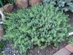 JUNIPERUS CONF. BLUE PACIFIC