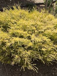 JUNIPERUS CONFERTA ALL GOLD