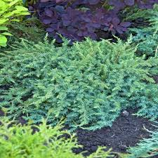 JUNIPERUS CONFERTA SCHLAGER - DEMI TIGE