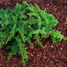 JUNIPERUS CONFERTA SCHLAGER