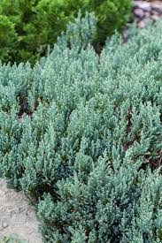 [6611] JUNIPERUS HOR. GREY PEARL (Persistant, 20/50)