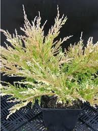 [6613] JUNIPERUS HORIZ. AND. COMP. VARIEGATA (Persistant, 20/50)