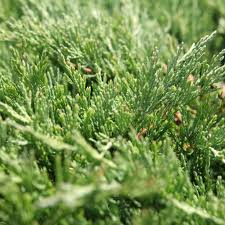 JUNIPERUS HORIZ. ANDORRA COMPACTA