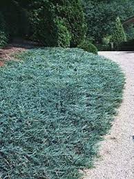 JUNIPERUS HORIZ. BLUE CHIP