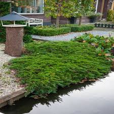 JUNIPERUS HORIZ. PRINCE OF WALES