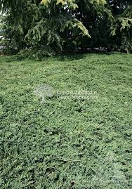 [6626] JUNIPERUS HORIZ. WILTONII (H. GLAUCA) (Persistant, 20/50)