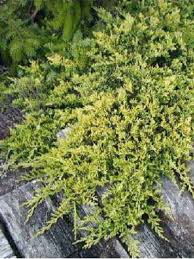 [6623] JUNIPERUS HORIZ. GOLDEN CARPET (Persistant, 20/50)