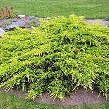 [6635] JUNIPERUS MEDIA GOLD COAST (Persistant, 50/100)