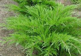 JUNIPERUS MEDIA MINT JULEP