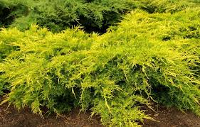 [6640] JUNIPERUS MEDIA OLD GOLD (Persistant, 50/100)
